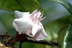 Dcim5985/DSC_7800