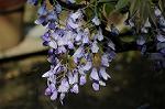 Dcim5986/DSC_4336