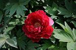Dcim5986/DSC_4434