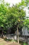 Dcim5986/DSC_4442