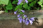Dcim5986/DSC_4450