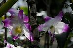 Dcim5986/DSC_4464