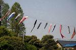 Dcim5987/DSC_4470
