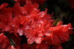 Dcim5996/DSC_5083