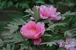 Dcim5998/DSC_5352