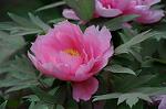 Dcim5998/DSC_5353