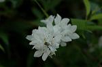 Dcim6004/DSC_8195