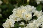 Dcim6004/DSC_8206