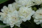 Dcim6004/DSC_8211