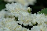 Dcim6004/DSC_8212