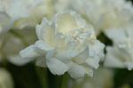 Dcim6004/DSC_8213