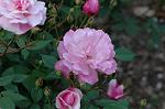 Dcim6004/DSC_8245