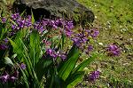 Dcim6009/DSC_5954