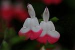Dcim6012/DSC_6158