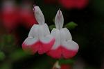 Dcim6012/DSC_6159