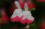 Dcim6012/DSC_6162
