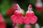 Dcim6012/DSC_6171