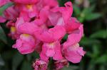 Dcim6012/DSC_6187