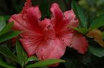 Dcim6021/DSC_8592