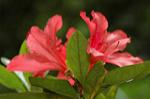 Dcim6021/DSC_8594