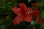 Dcim6021/DSC_8599