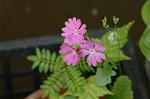 Dcim6021/DSC_8617