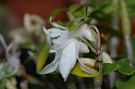 Dcim6021/DSC_8623