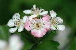 Dcim6021/DSC_8642