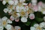 Dcim6021/DSC_8656