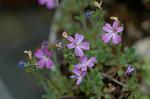 Dcim6022/DSC_8729