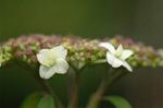 Dcim6023/DSC_8852