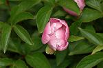 Dcim6024/DSC_8962
