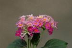 Dcim6024/DSC_9013