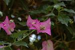 Dcim6026/DSC_9184