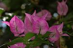Dcim6026/DSC_9190