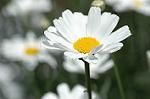 Dcim6027/DSC_9298