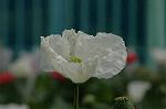 Dcim6028/DSC_9387