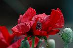 Dcim6028/DSC_9426