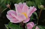Dcim6031/DSC_9682