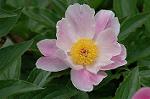 Dcim6031/DSC_9688