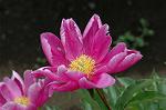 Dcim6031/DSC_9691