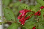 Dcim6031/DSC_9708