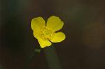 Dcim6031/DSC_9761