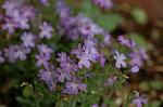 Dcim6032/DSC_9797