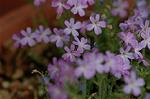 Dcim6032/DSC_9799