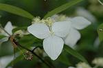 Dcim6032/DSC_9853