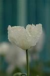 Dcim6033/DSC_9975