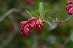 Dcim6033/DSC_9978