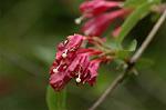 Dcim6033/DSC_9986