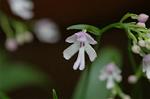 Dcim6034/DSC_0004